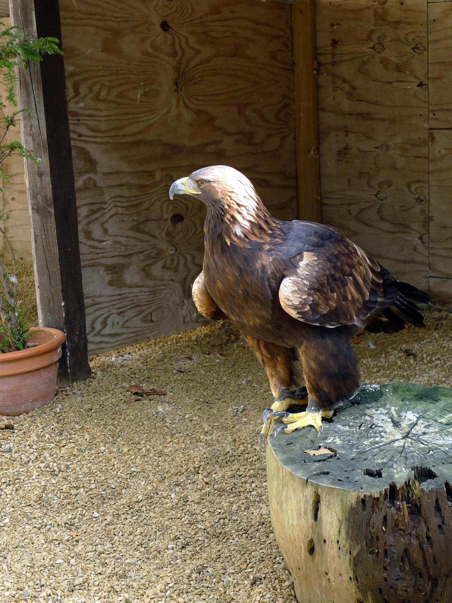 Cotswold Falconry Centre