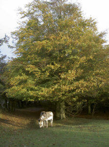 Cotswold Farm Park