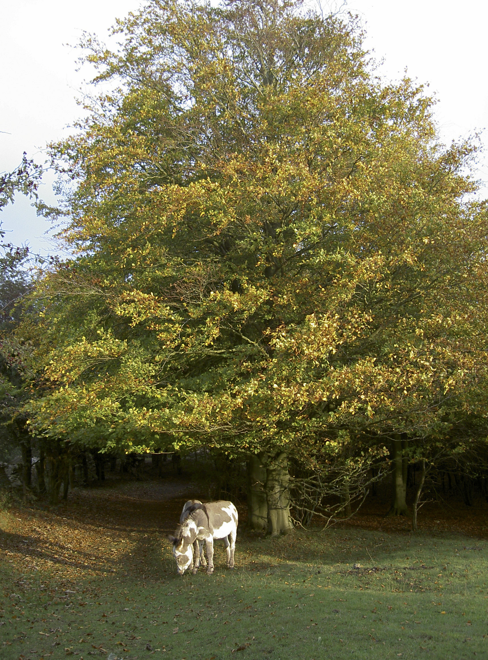 Best Cotswold Parks and Playgrounds