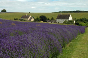 Cotswold Lavender