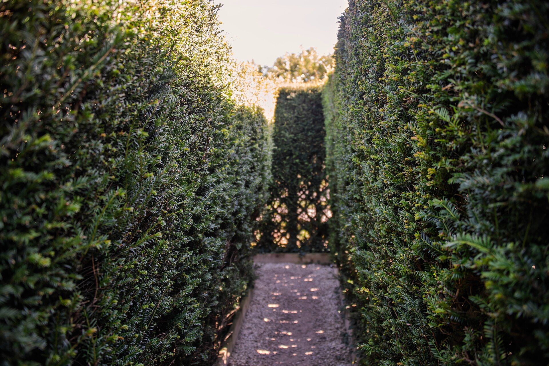 The Dragonfly Maze